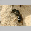 Lasioglossum quadrinotatulum - Furchenbiene 01 7mm Sandgrube Niedringhaussee det.jpg